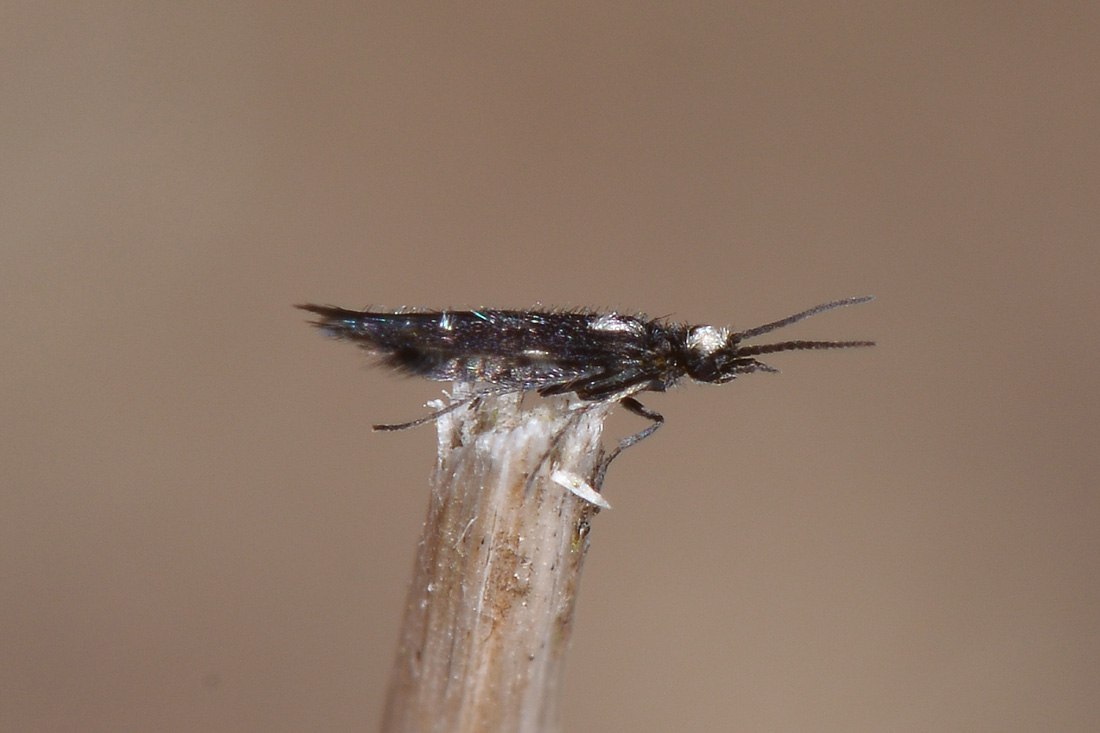 Hydroptilidae: Hydroptila sp.